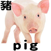 pig